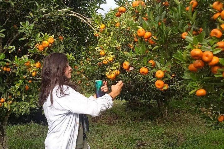 エコドームロッジに滞在して、ゾウガメや溶岩トンネルを探検しよう
