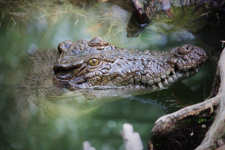 Cairns : Daintree & Cape Tribulation 2 - dagtour met opties