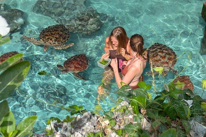 Explore Zanzibar with Jozani Red Colobus Monkey and Turtle Swim
