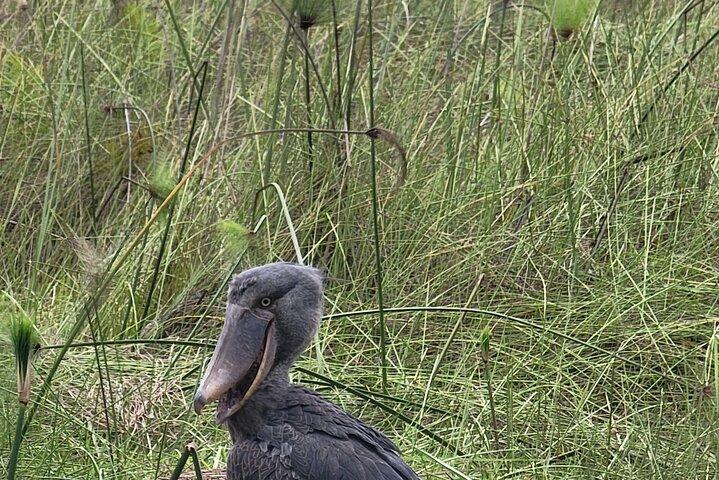 Hotell nära Mabamba Swamp Uganda
