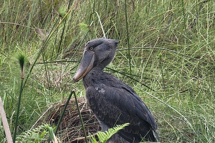 Hotell nära Mabamba Swamp Uganda