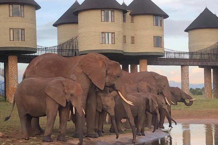 Safari di 3 giorni e 2 notti al Saltlick Lodge da Nairobi