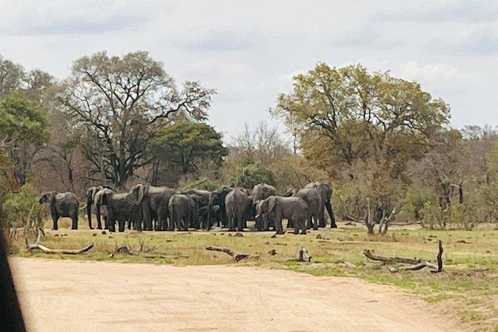 クルーガー国立公園モーニングサファリ体験（最低2名）