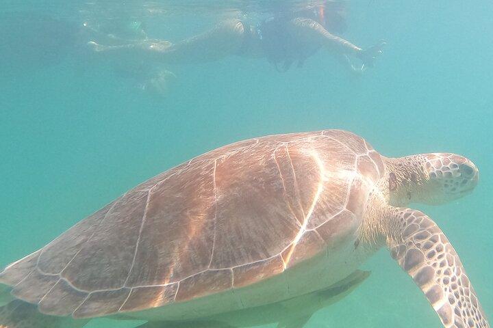 Swim with sea turtles