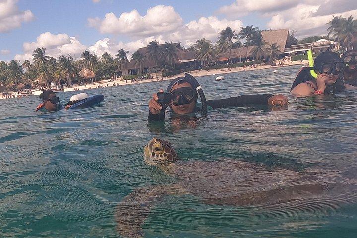 Swim with sea turtles