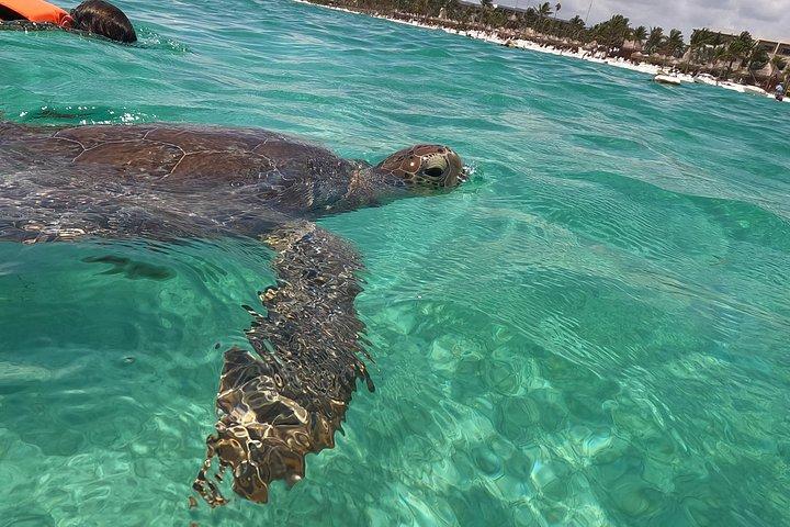 Swim with sea turtles