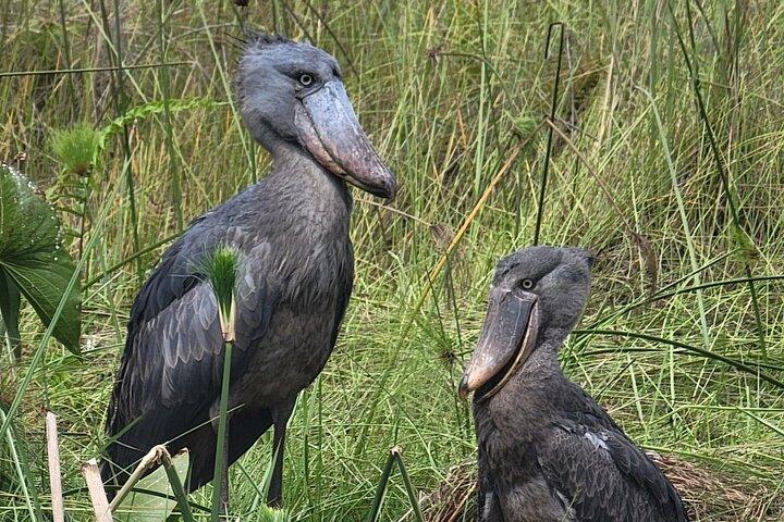 Tour giornalieri di Shoebill