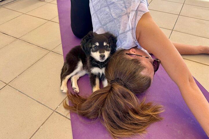 Puppy Yoga in einer vila bei Paphos (em inglês)