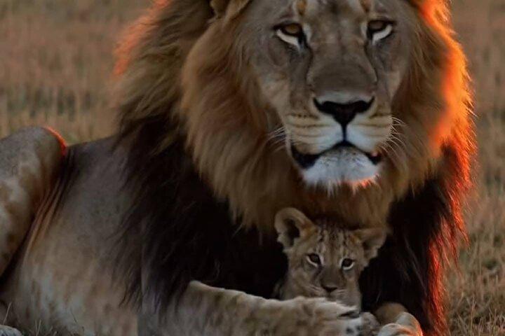 Mikumi National Park Day Trip –Wildlife Safari from Dar es Salaam
