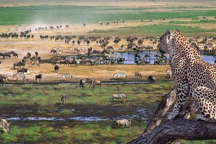 Mikumi National Park Day Trip –Wildlife Safari from Dar es Salaam
