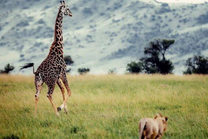 Mikumi National Park Day Trip –Wildlife Safari from Dar es Salaam