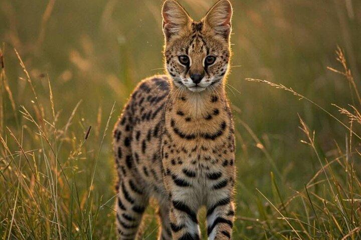 Mikumi National Park Day Trip –Wildlife Safari from Dar es Salaam
