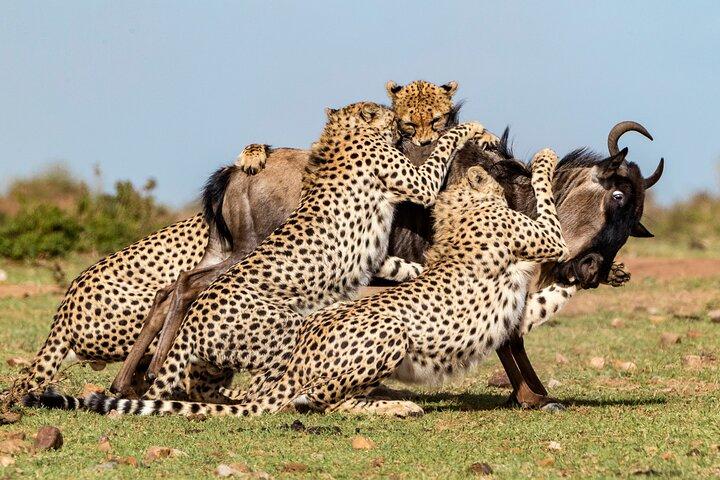 11 Tage Big 5 Safari von Kenia und Tansania