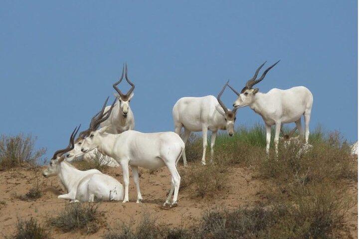 Besök Souss National Park
