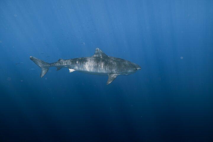 Marine Wildlife Snorkel Tour Sharks Shipwreck