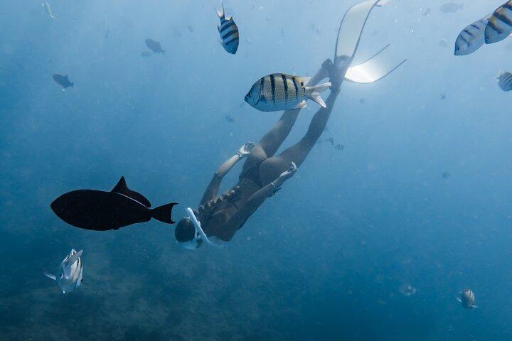 Marine Wildlife Snorkel Tour Sharks Shipwreck