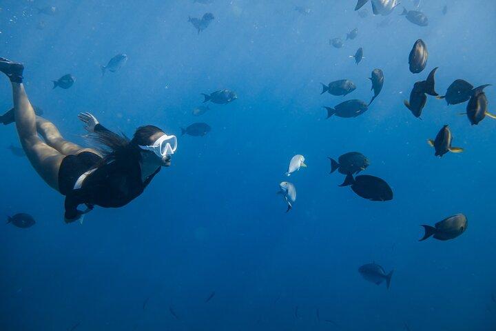 Marine Wildlife Snorkel Tour Sharks Shipwreck