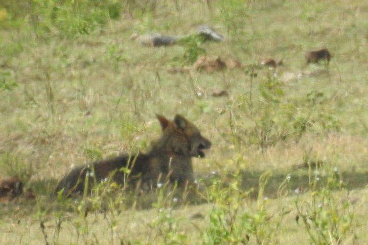 ヤラ国立公園でのヒョウサファリ（1日/半日）