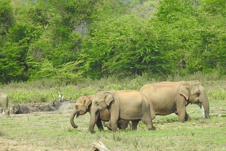 ヤラ国立公園でのヒョウサファリ（1日/半日）