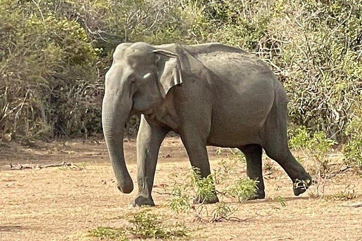 ヤラ国立公園でのヒョウサファリ（1日/半日）