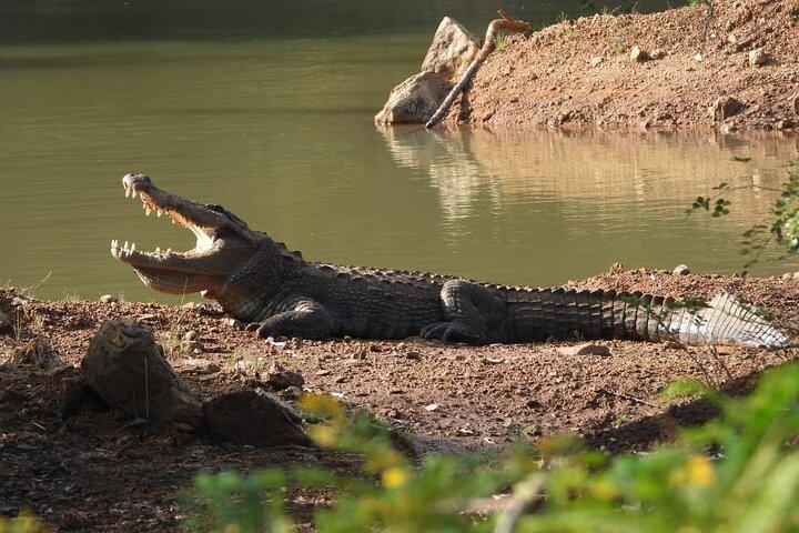 スリランカヤラ国立公園野生動物プライベートツアー