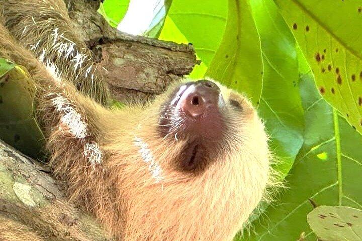 Cahuita National Park Guided Hike by Native Naturalistic Guide