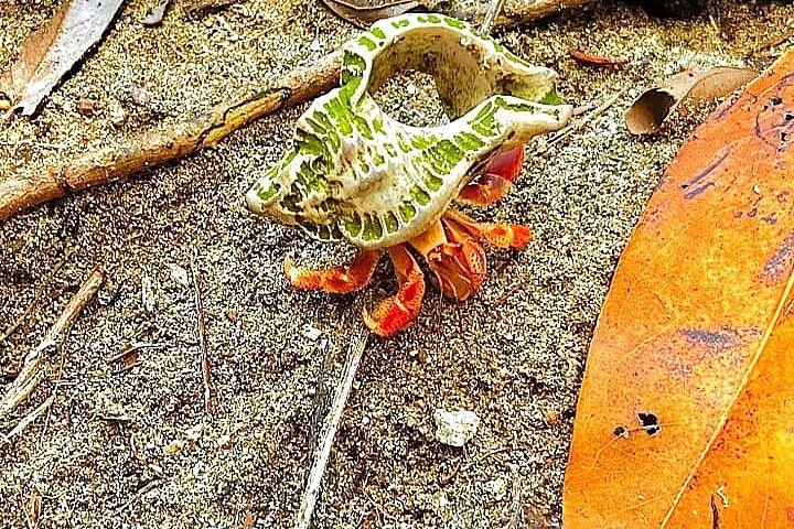 Cahuita National Park Guided Hike by Native Naturalistic Guide
