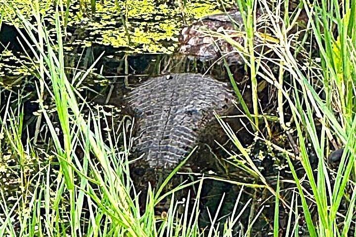 ネイティブ自然主義ガイドによるカウイタ国立公園ガイドハイキング