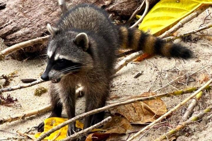 ネイティブ自然主義ガイドによるカウイタ国立公園ガイドハイキング