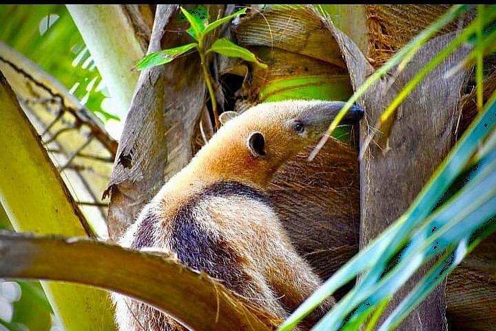 ネイティブ自然主義ガイドによるカウイタ国立公園ガイドハイキング