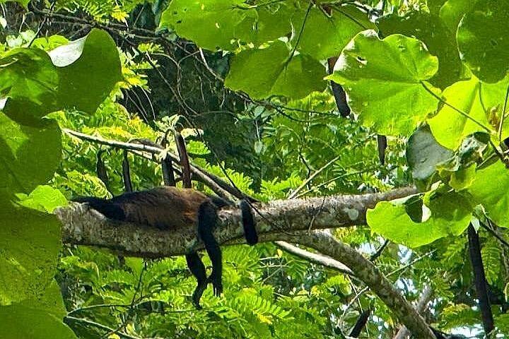 ネイティブ自然主義ガイドによるカウイタ国立公園ガイドハイキング