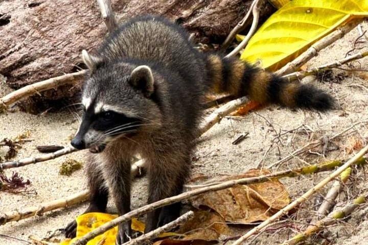 ネイティブ自然主義ガイドによるカウイタ国立公園ガイドハイキング