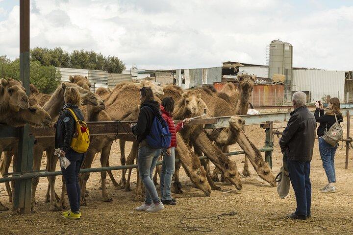 Bikaner Drop von Jodhpur mit Besuch des Camel Centre & Rat Temple.