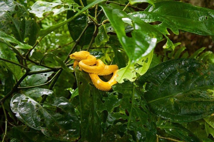 Discover Cahuita National Park Tour