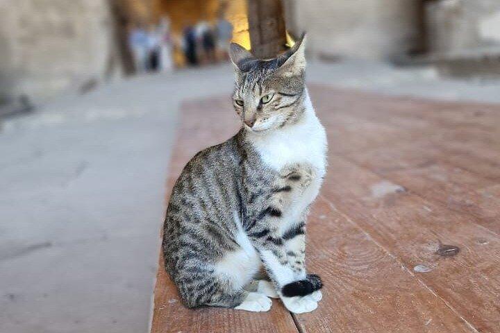 Private Half Day in Dendera Temple from Luxor