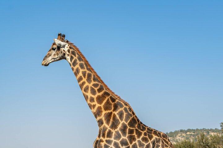 3日間 - ビッグファイブグループサファリとセレンゲティ＆ンゴロンゴロクレーター
