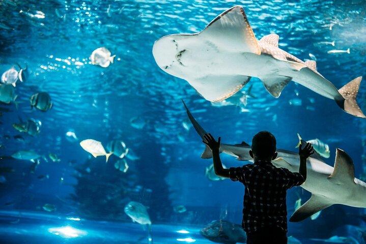 Hoteller i nærheden af Hurghada Grand Aquarium