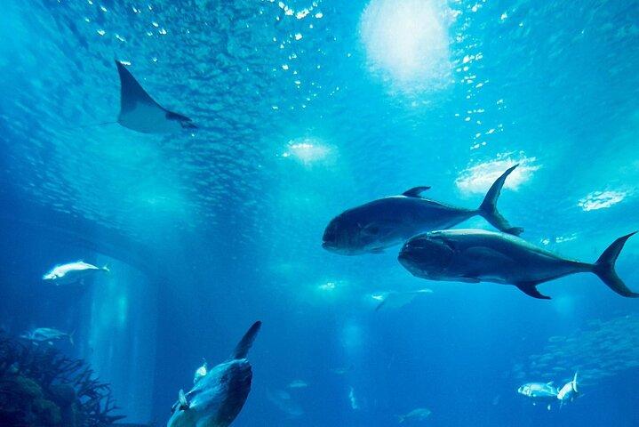 Hoteller i nærheden af Hurghada Grand Aquarium