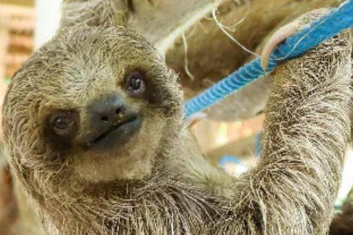 Roatan Sloths + Island Tour