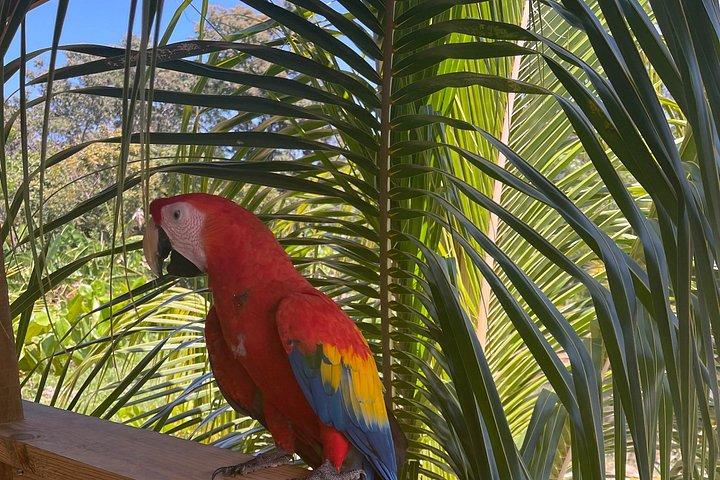 Roatan Sloths + Island Tour