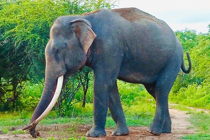 ウダワラウェサファリオールインクルーシブパーク入場、ジープ＆食事