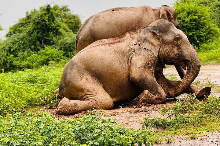 ウダワラウェサファリオールインクルーシブパーク入場、ジープ＆食事