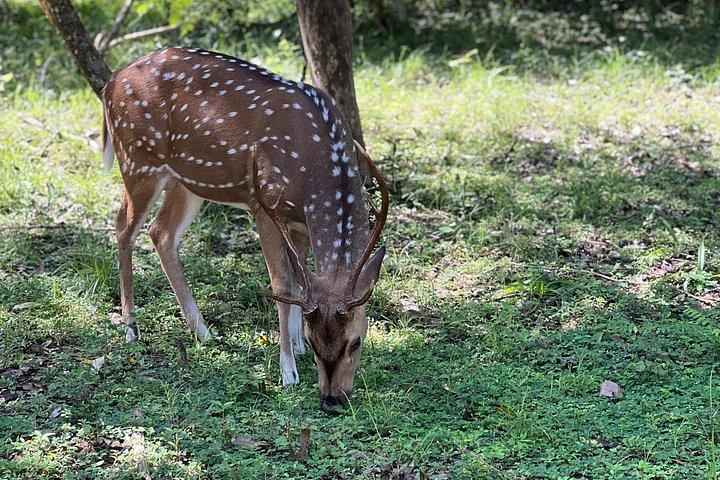 ウダワラウェサファリオールインクルーシブパーク入場、ジープ＆食事