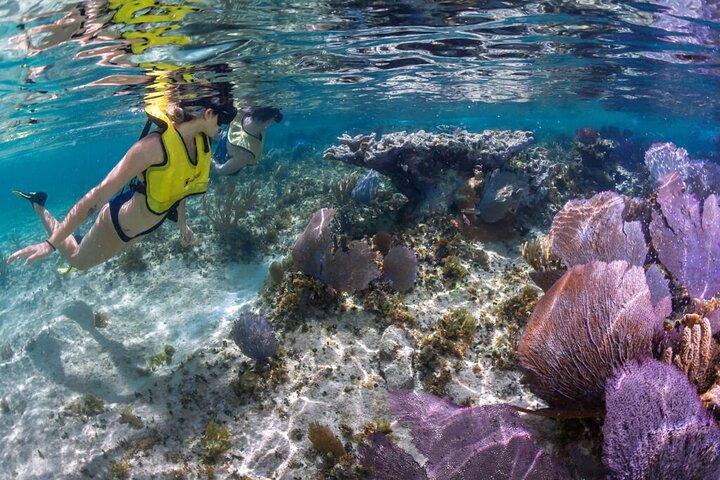 Cozumel 3 Reefs Snorkeling