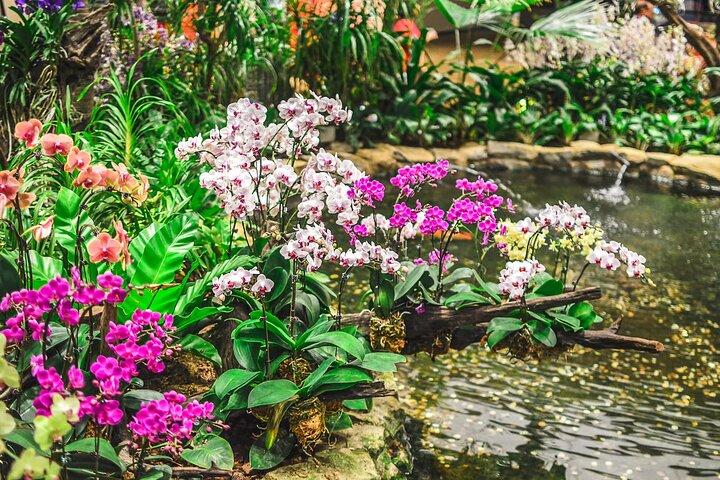 Singapur National Orchideengarten Eintrittskarte