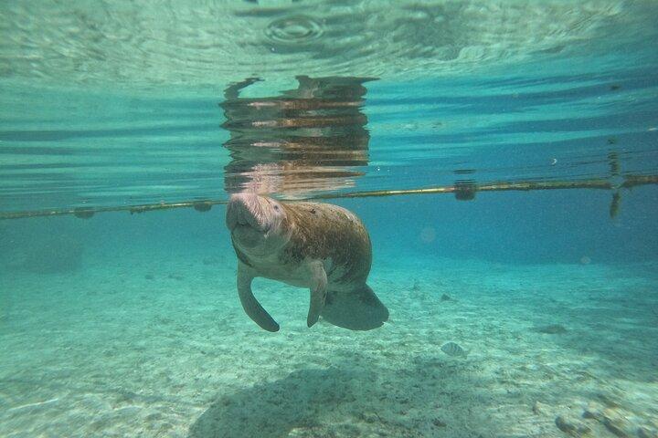 VIP Private Manatee Tour de Natação