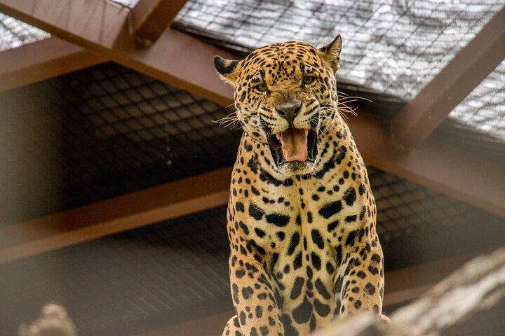 動物保護区＋サトウキビ、チョコレート、コーヒー文化ツアー