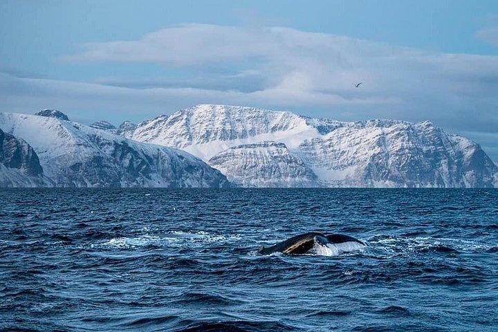 Tromso: Responsible Whale Watching Cruise (MS Alba)