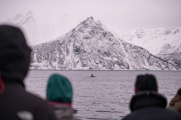 Tromso: Responsible Whale Watching Cruise (MS Alba)