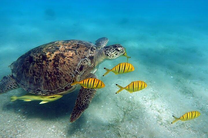 ウミガメ マルサ・ムバラク シュノーケリングとボートの旅 マルサ・アラム